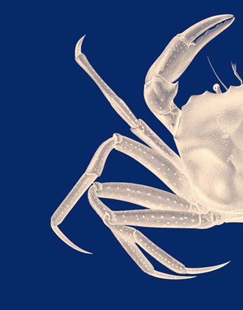 Contrasting Crab in Navy Blue a by Fab Funky art print