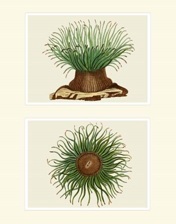 Green Sea Anemone on 2 panels by Fab Funky art print