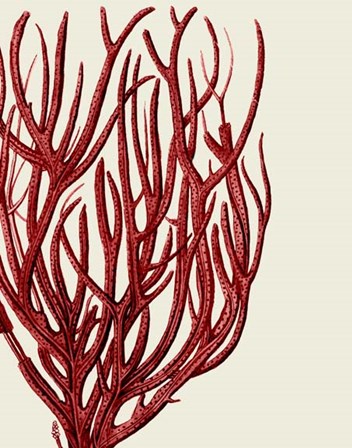 Red Corals 2 c by Fab Funky art print