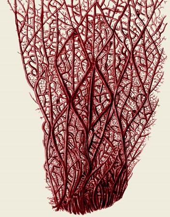 Red Corals 2 f by Fab Funky art print