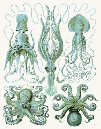 Turquoise Octopus and Squid b by Fab Funky art print