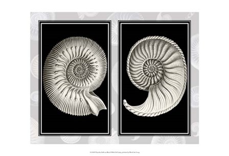 Nautilus Shells On Black by Fab Funky art print