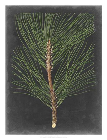Dramatic Pine I by Vision Studio art print