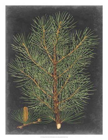 Dramatic Pine II by Vision Studio art print