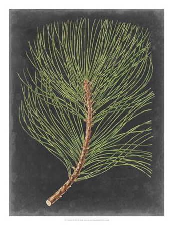 Dramatic Pine III by Vision Studio art print