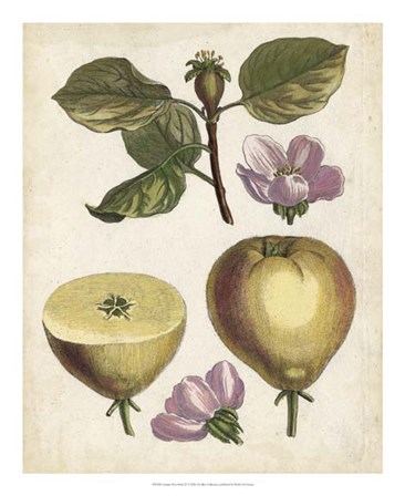 Antique Pear Study IV art print