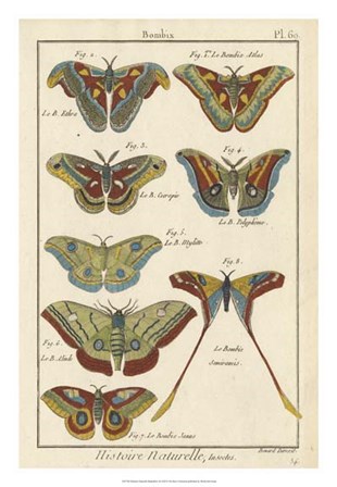 Histoire Naturelle Butterflies III art print