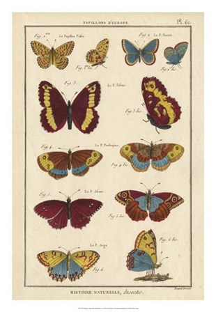 Histoire Naturelle Butterflies IV art print