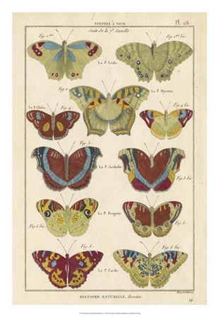 Histoire Naturelle Butterflies V art print