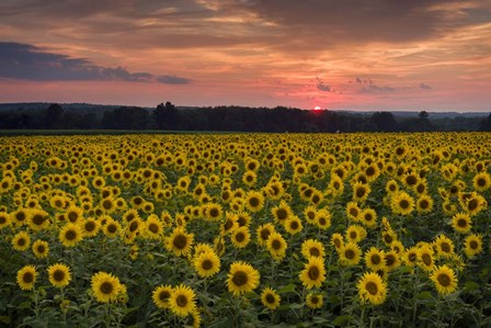 Taps over Sunflowers by Michael Blanchette Photography art print