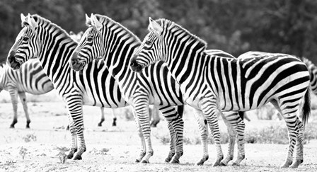 Trio of Zebras by John Jones art print