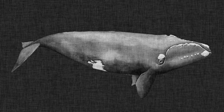 Inverted Whale II by Grace Popp art print