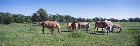 Belgium horses in a Minnesota field by Panoramic Images art print