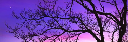 Tree at Dusk, Purple Sky by Panoramic Images art print