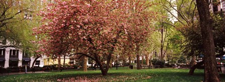 Cherry blossom in  Madison Square Park, New York by Panoramic Images art print