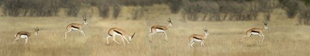 Springbok, Etosha National Park, Namibia by Panoramic Images art print
