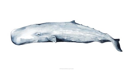 Whale Portrait II by Grace Popp art print