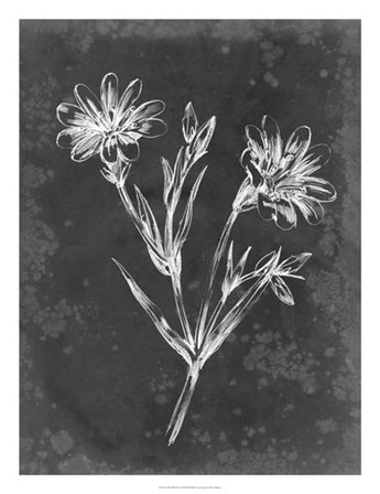 Slate Floral IV by Ethan Harper art print
