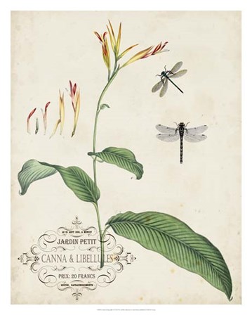 Canna &amp; Dragonflies I by Vision Studio art print