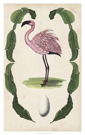 Antiquarian Menagerie - Flamingo II by Naomi McCavitt art print