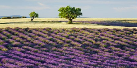 Lavender Field and Almond Tree, Provence, France by Frank Krahmer art print