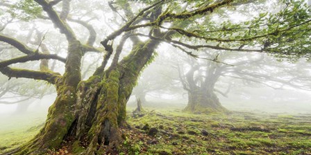 Laurel Forest in Fog, Madeira, Portugal by Frank Krahmer art print