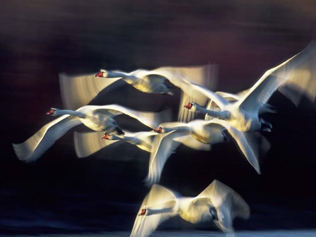 Mute Swan, Munich, Germany by Frank Krahmer art print