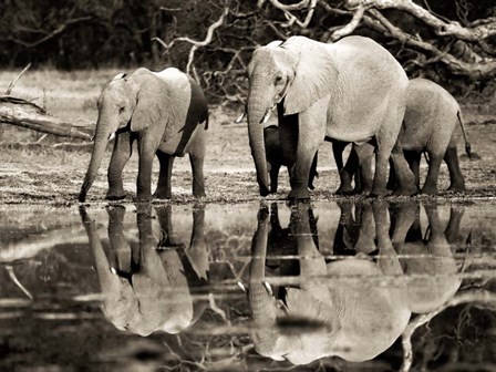 African Elephants, Okavango, Botswana by Frank Krahmer art print
