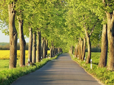 Lime Tree Alley, Mecklenburg Lake District, Germany 1 by Frank Krahmer art print