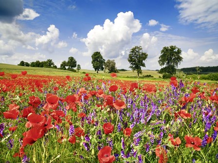 Poppies And Vicias In Meadow, Mecklenburg Lake District, Germany by Frank Krahmer art print