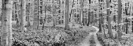 Beech Forest, Germany by Frank Krahmer art print