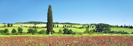 Cypress In Poppy Field, Tuscany, Italy by Frank Krahmer art print