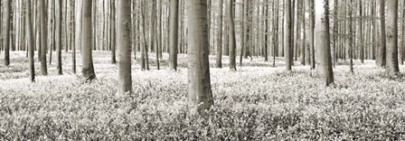 Beech Forest With Bluebells, Belgium by Frank Krahmer art print