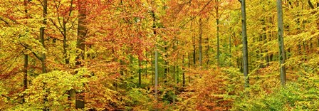 Beech Forest in Autumn, Kassel, Germany by Frank Krahmer art print