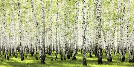 Birch Forest in Spring art print