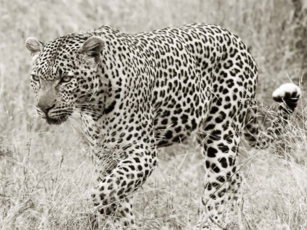 Leopard hunting art print