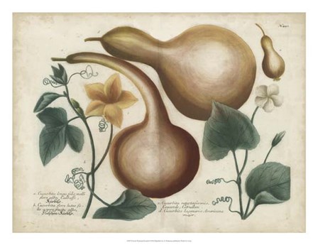 Exotic Weinmann Botanical I by Joseph Weinmann art print