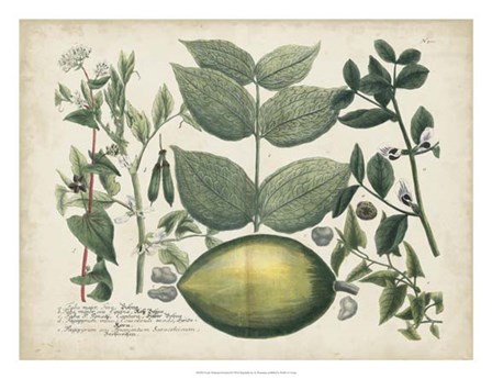 Exotic Weinmann Botanical II by Joseph Weinmann art print