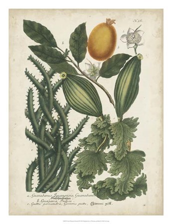 Exotic Weinmann Botanical III by Joseph Weinmann art print
