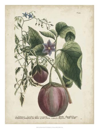 Exotic Weinmann Botanical IV by Joseph Weinmann art print