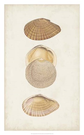Antiquarian Shell Study I by Vision Studio art print
