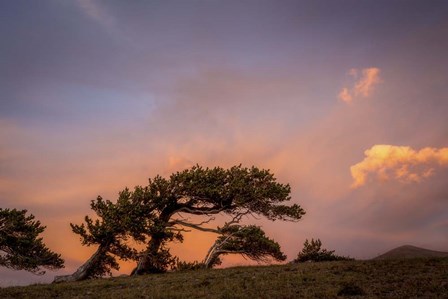 Peaceful Tree by Dan Ballard art print