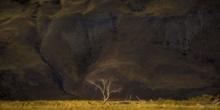 The Tree by Dan Ballard art print