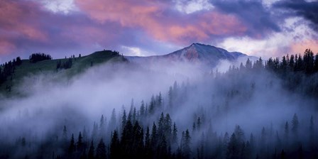 Evergreens Fog by Dan Ballard art print