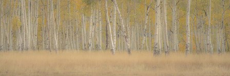 Aspens Panorama by Dan Ballard art print