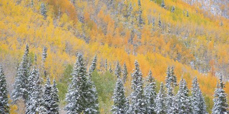 Aspens and Evergreens by Dan Ballard art print