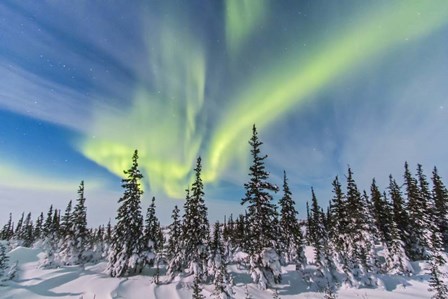 Aurora borealis over the Trees in Churchill, Manitoba, Canada by Alan Dyer/Stocktrek Images art print