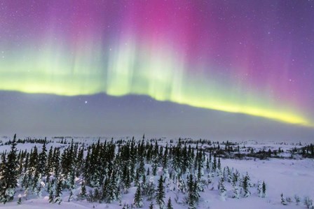 Pink Aurora over boreal forest in Canada by Alan Dyer/Stocktrek Images art print