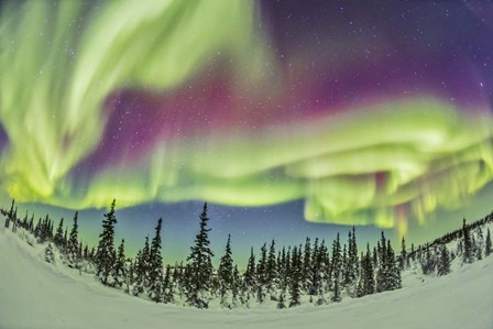Aurora borealis over Churchill, Manitoba, Canada by Alan Dyer/Stocktrek Images art print
