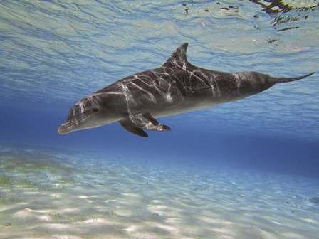 Bottlenose dolphin swimming the Barrier Reef, Grand Cayman by Amanda Nicholls/Stocktrek Images art print